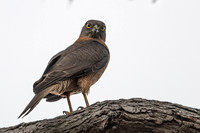Brown Goshawk