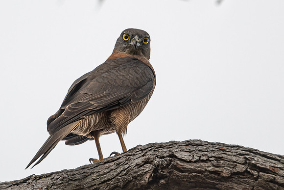 Brown Goshawk