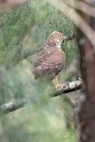 Brown Goshawk