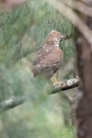 Brown Goshawk