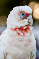 Long-billed Corella