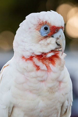 Long-billed Corella