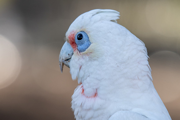 Long-billed Corella
