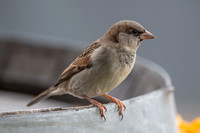 House Sparrow