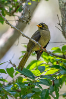 Bell Miner