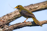 Bell Miner