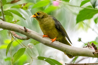 Bell Miner