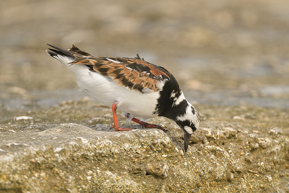 Ruddy Turnstone