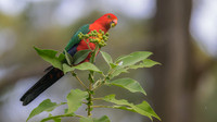 Australian King-parrot