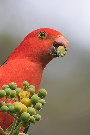 Australian King-parrot