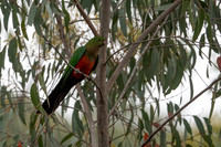 Australian King-Parrot