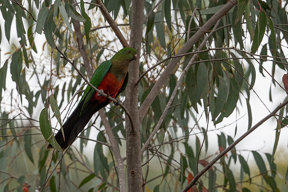Australian King-Parrot