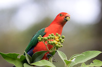 Australian King-parrot