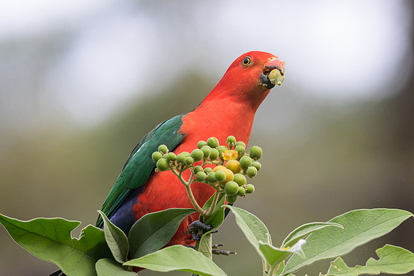 Australian King-parrot