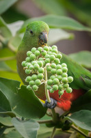 Australian King-parrot