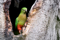 Australian King-parrot