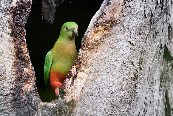 Australian King-parrot
