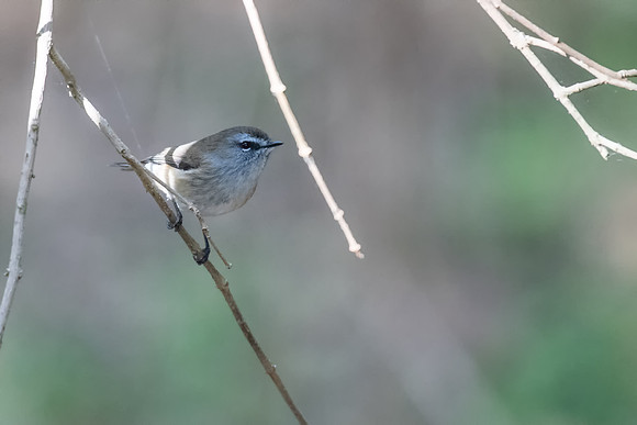 Brown Gerygone