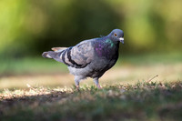 Rock Dove