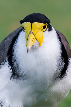 Masked Lapwing