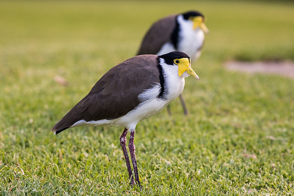 Masked Lapwing