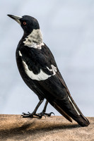 Australian Magpie