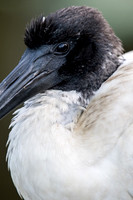 Australian White Ibis