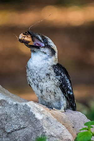Laughing Kookaburra