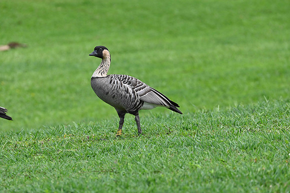 Hawaiian Goose