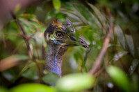 Southern Cassowary