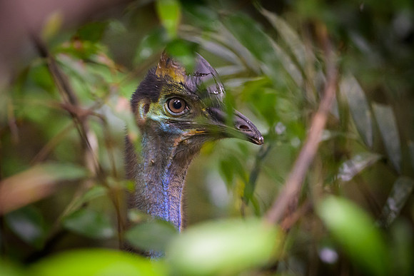 Southern Cassowary