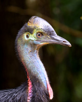 Southern Cassowary