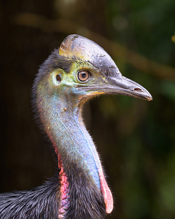 Southern Cassowary