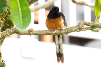 White-rumped Sharma