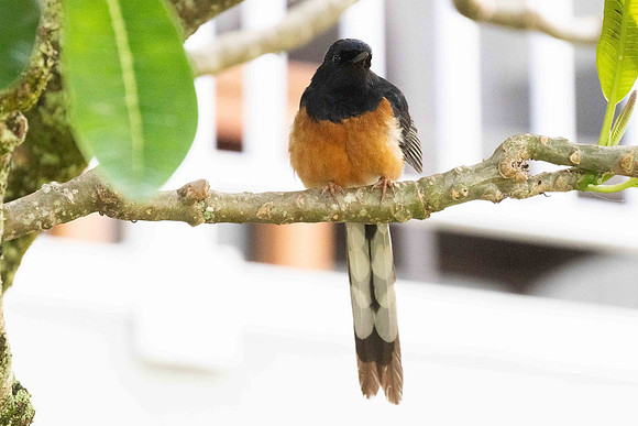 White-rumped Sharma