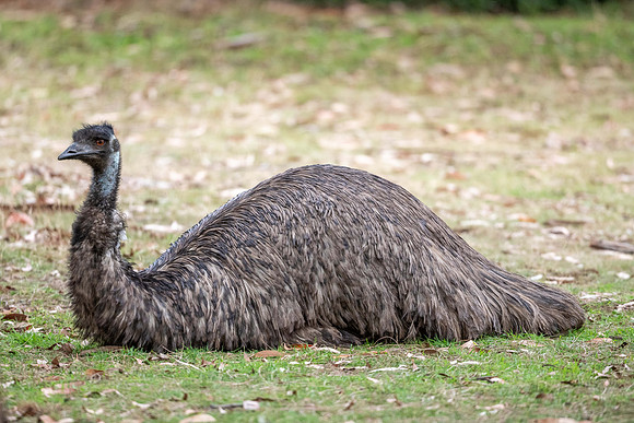 Emu
