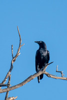 Torresian Crow