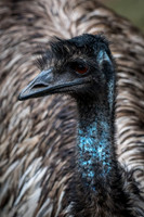 Emu