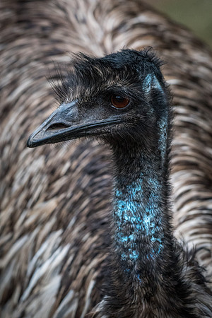 Emu
