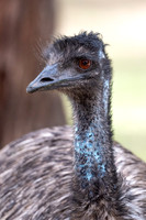 Emu