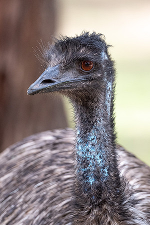 Emu