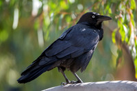 Australian Raven