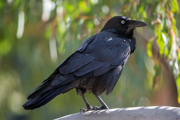 Australian Raven