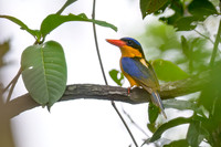 Buff-breasted Paradise Kingfisher