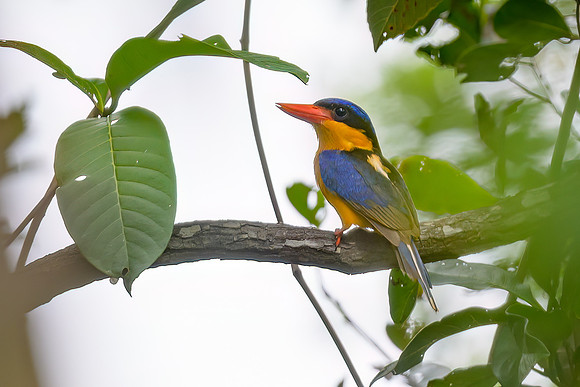 Buff-breasted Paradise Kingfisher