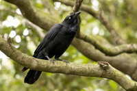 Australian Raven