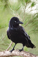 Australian Raven