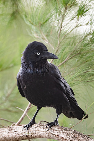 Australian Raven
