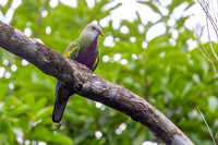 Wompoo Fruit-dove