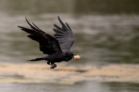 Australian Raven